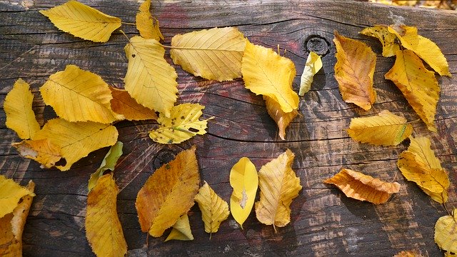 تنزيل Foliage Autumn Park Dining مجانًا - صورة مجانية أو صورة لتحريرها باستخدام محرر الصور عبر الإنترنت GIMP