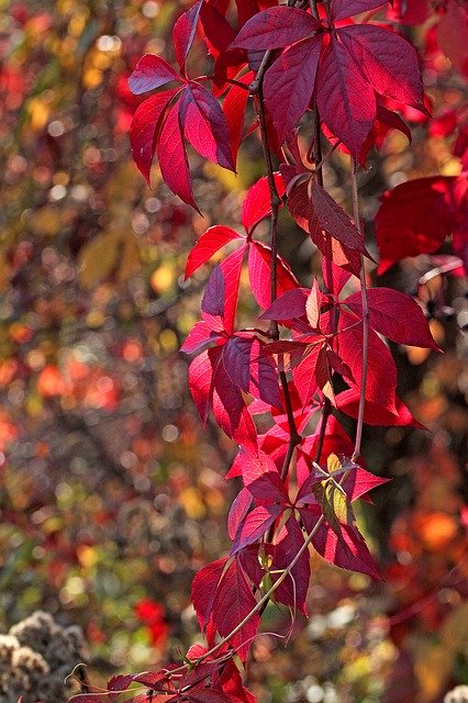Free download Foliage Autumn Seasons Of The Year -  free photo or picture to be edited with GIMP online image editor