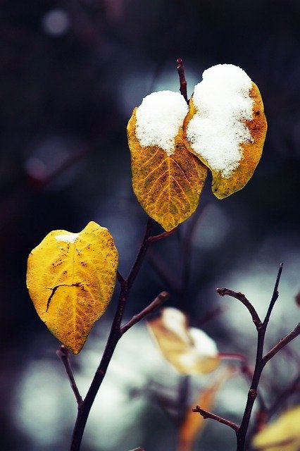 Free download Foliage Autumn Winter -  free photo or picture to be edited with GIMP online image editor