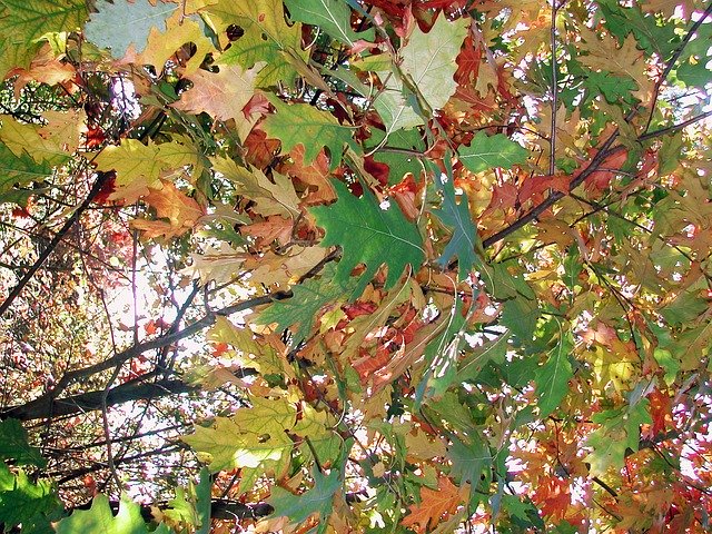 Unduh gratis Dedaunan Canopy Branches Oak - ilustrasi gratis untuk diedit dengan editor gambar online gratis GIMP