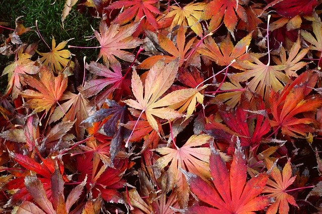 Gratis download Foliage Clone Colourful In The - gratis foto of afbeelding om te bewerken met GIMP online afbeeldingseditor