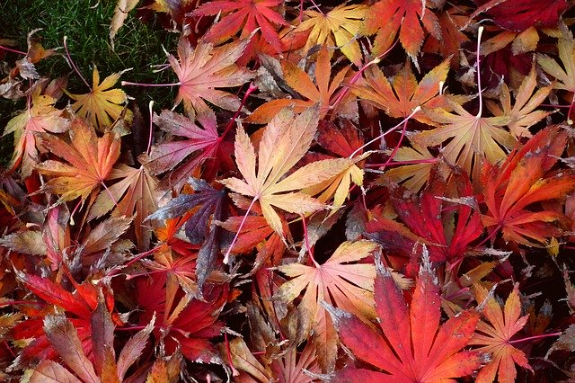 Скачать бесплатно Foliage Clone Colourful In The - бесплатное фото или изображение для редактирования с помощью онлайн-редактора изображений GIMP