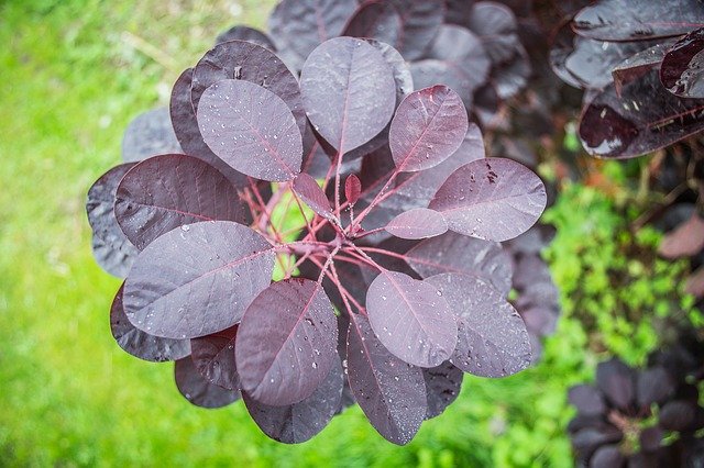 Free download Foliage Color Colorful -  free photo or picture to be edited with GIMP online image editor