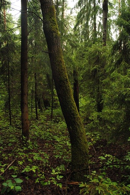 Bezpłatne pobieranie Foliage Forest Forests - bezpłatne zdjęcie lub obraz do edycji za pomocą internetowego edytora obrazów GIMP