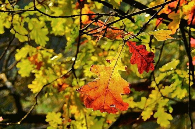 Free picture Foliage Golden Polish Autumn -  to be edited by GIMP free image editor by OffiDocs