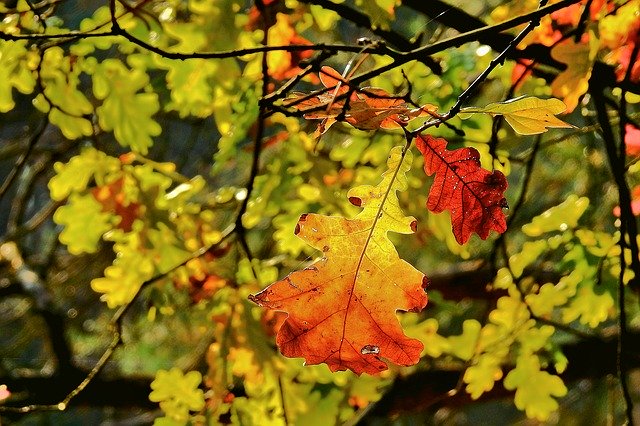 Free download Foliage Golden Polish Autumn -  free photo or picture to be edited with GIMP online image editor