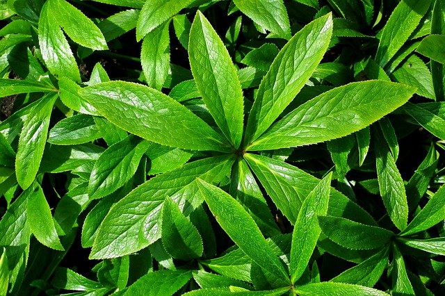 Descarga gratuita Foliage Hellebore Green: foto o imagen gratuita para editar con el editor de imágenes en línea GIMP