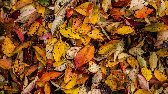 Free download Foliage Leaf Autumn Colorful -  free free photo or picture to be edited with GIMP online image editor