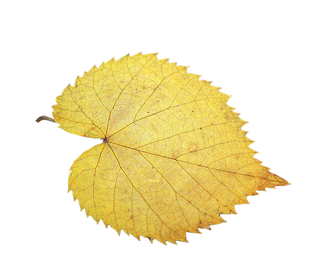 Free download Foliage Leaf Fall Isolated -  free photo or picture to be edited with GIMP online image editor