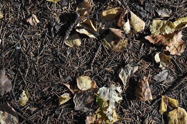 Безкоштовно завантажте Foliage Leaves Fallen — безкоштовну фотографію чи зображення для редагування за допомогою онлайн-редактора зображень GIMP