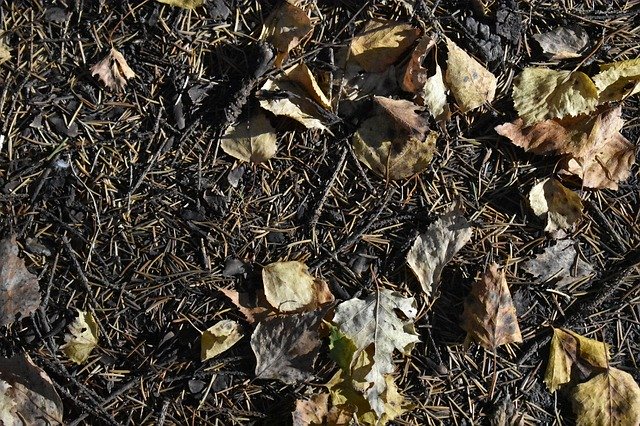 Скачать бесплатно Foliage Leaves Fallen - бесплатное фото или изображение для редактирования с помощью онлайн-редактора изображений GIMP