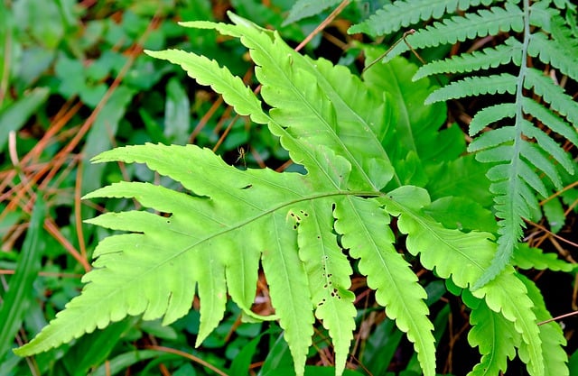 Free download foliage leaves fern green leaves free picture to be edited with GIMP free online image editor