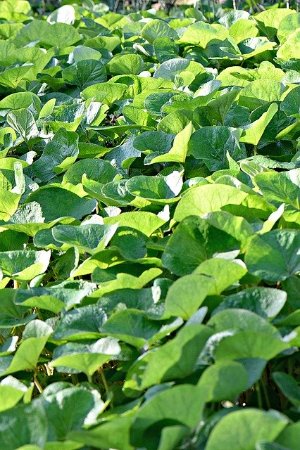 Free download Foliage Leaves Green -  free photo or picture to be edited with GIMP online image editor
