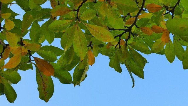 Descarga gratuita Foliage Magnolia Sky - foto o imagen gratuita para editar con el editor de imágenes en línea GIMP