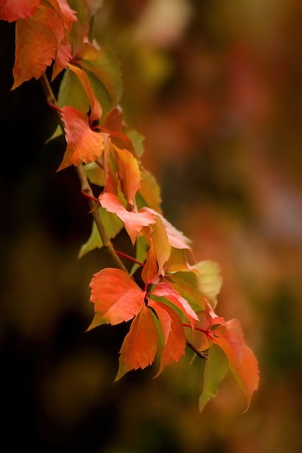 Free download foliage plant autumn branch free picture to be edited with GIMP free online image editor
