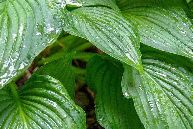Template Photo Foliage Plant Rain for OffiDocs