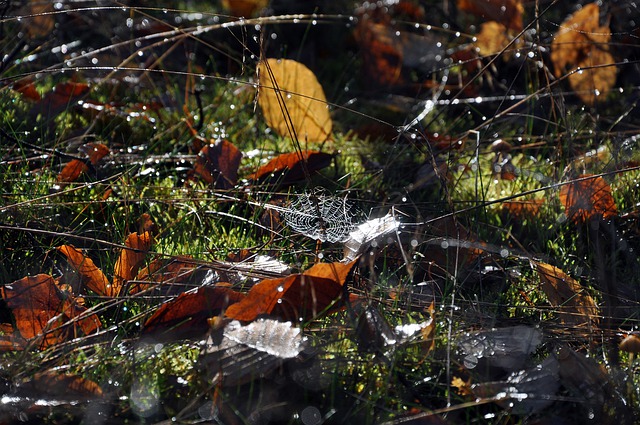 Bezpłatne pobieranie liści pajęczej sieci trawy darmowe zdjęcie do edycji za pomocą bezpłatnego edytora obrazów online GIMP