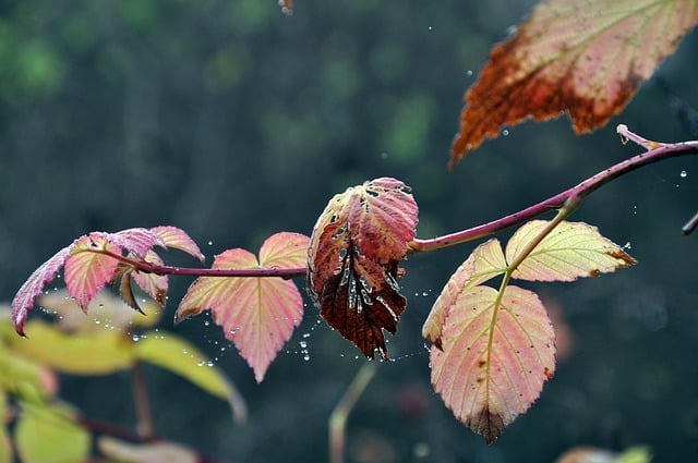 Free download foliage sprig blackberries autumn free picture to be edited with GIMP free online image editor