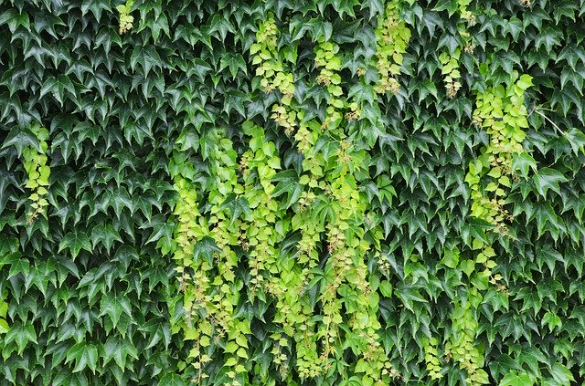 Free download Foliage Structure Wild Grapes -  free photo or picture to be edited with GIMP online image editor