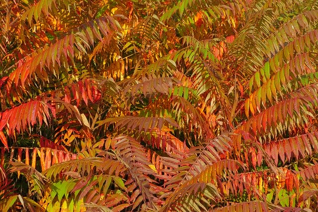 Libreng download Foliage Tree Color - libreng larawan o larawan na ie-edit gamit ang GIMP online na editor ng imahe