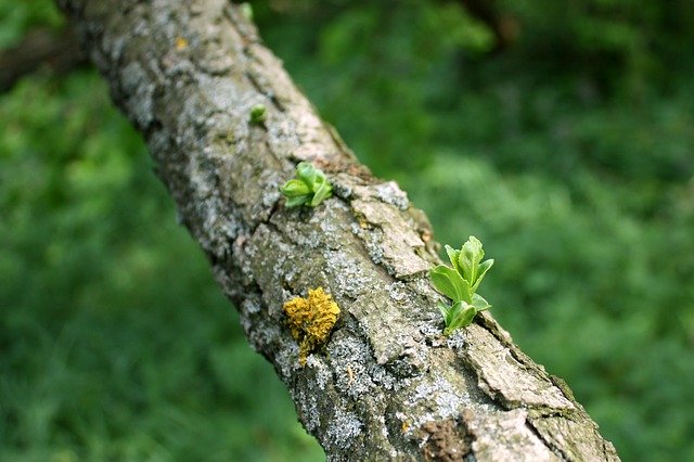 Free download Foliage Tree Nature free photo template to be edited with GIMP online image editor