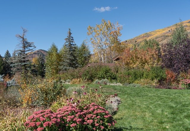 Download gratuito di Foliage Vail Colorado: foto o immagine gratuita da modificare con l'editor di immagini online GIMP