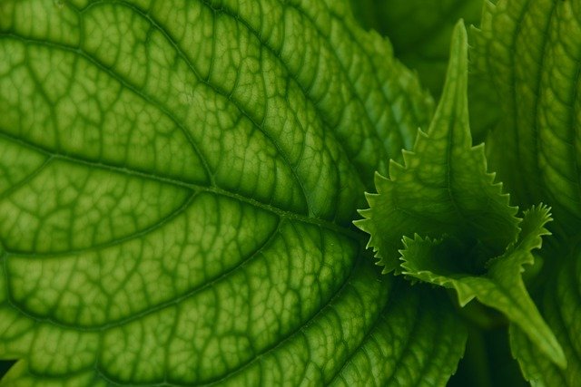 Free download foliage veins hydrangea green free picture to be edited with GIMP free online image editor