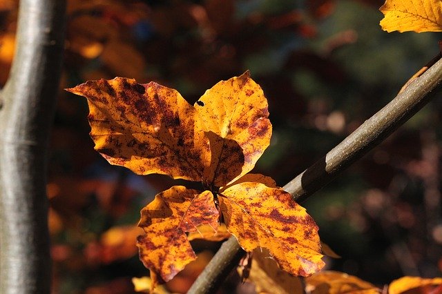 免费下载 Foliage Zeschłe List Beech Leaves - 使用 GIMP 在线图像编辑器编辑的免费照片或图片