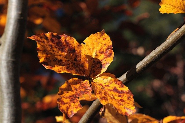 Free download Foliage Zeschłe List Beech Leaves -  free photo or picture to be edited with GIMP online image editor