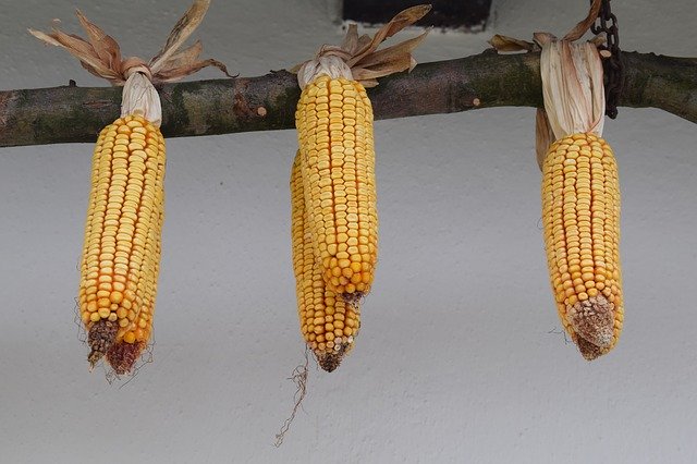 Muat turun percuma Folk Corn Old - foto atau gambar percuma untuk diedit dengan editor imej dalam talian GIMP