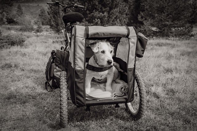 Free download follower bike trailer dog animal free picture to be edited with GIMP free online image editor