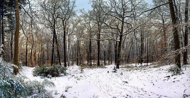Template Photo Fontainebleau Forest Snow Nature for OffiDocs