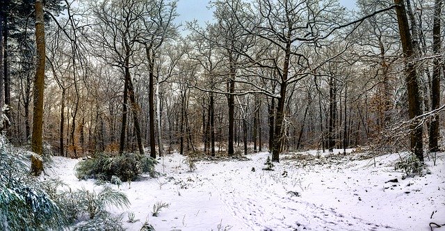 Free download Fontainebleau Forest Snow Nature free photo template to be edited with GIMP online image editor