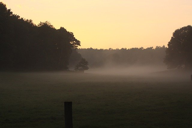 Muat turun percuma Foog Trees Late Summer - foto atau gambar percuma untuk diedit dengan editor imej dalam talian GIMP