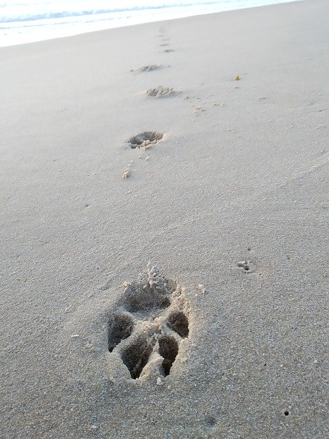 تنزيل Footprint Dog Human مجانًا - صورة أو صورة مجانية ليتم تحريرها باستخدام محرر الصور عبر الإنترنت GIMP