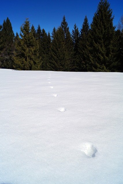 Template Photo Footsteps Snow Steps Individual for OffiDocs