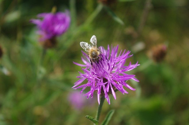 Gratis download Foraging Bee Flower - gratis foto of afbeelding om te bewerken met GIMP online afbeeldingseditor