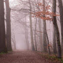 Forest along the road  screen for extension Chrome web store in OffiDocs Chromium