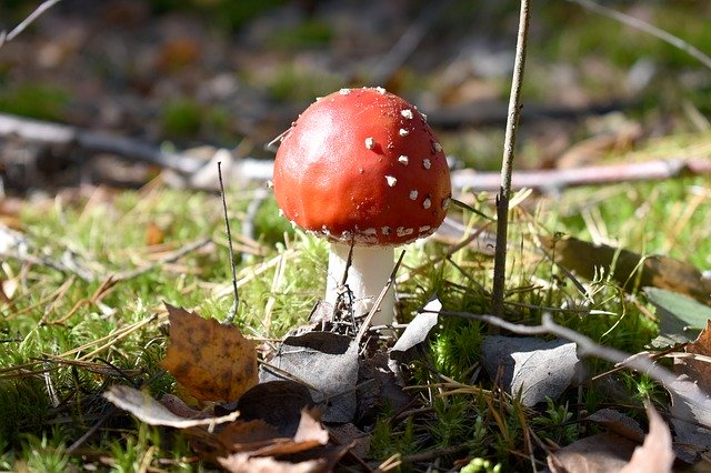 Free download Forest Amanita Nature -  free photo or picture to be edited with GIMP online image editor