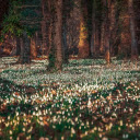Forest and Flowers  screen for extension Chrome web store in OffiDocs Chromium