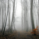 Forest and Fog  screen for extension Chrome web store in OffiDocs Chromium