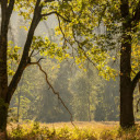 forest and sunlight  screen for extension Chrome web store in OffiDocs Chromium