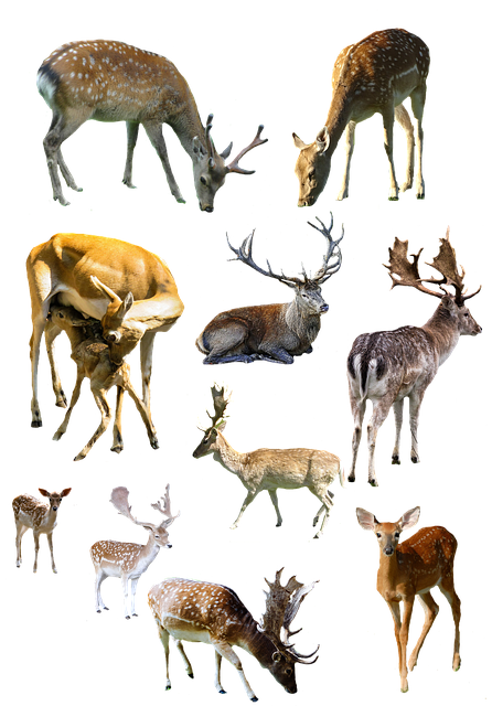 Download gratuito Forest Animals Deer - foto o immagine gratuita da modificare con l'editor di immagini online di GIMP