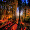 Forest at Autumn  screen for extension Chrome web store in OffiDocs Chromium