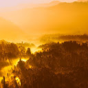 Forest at dawn  screen for extension Chrome web store in OffiDocs Chromium