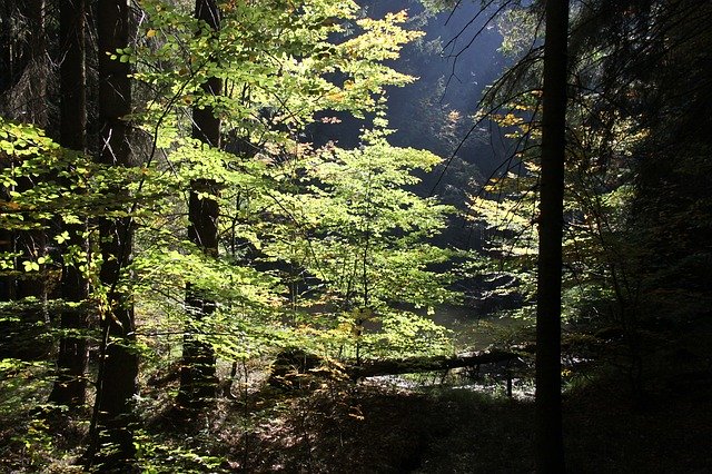 Безкоштовно завантажте безкоштовний шаблон фотографій «Лісова осінь», який можна редагувати в онлайн-редакторі зображень GIMP