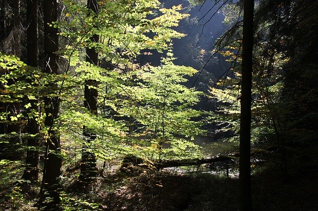 Bezpłatne pobieranie szablonu zdjęć Forest Autumn do edycji za pomocą internetowego edytora obrazów GIMP