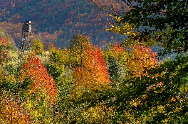 Безкоштовно завантажте Forest Autumn Colours — безкоштовну фотографію чи зображення для редагування за допомогою онлайн-редактора зображень GIMP