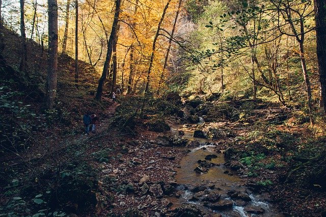 Descarga gratuita Forest Autumn Creek - foto o imagen gratuita para editar con el editor de imágenes en línea GIMP