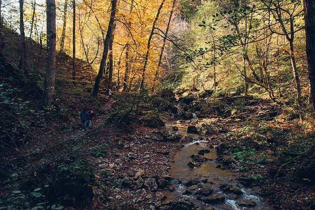 تنزيل مجاني Forest Autumn Creek - صورة مجانية أو صورة لتحريرها باستخدام محرر الصور عبر الإنترنت GIMP